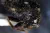 Attagenus pellio